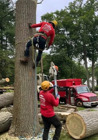 New York, Business, Tree Service In North NJ &ndash; Amazing Tree Services