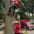 Tree Service In North NJ &ndash; Amazing Tree Services