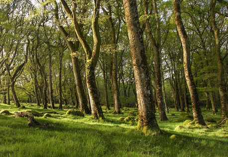 Dublin, Farm/Garden, Professional Tree Management Services In Ireland | GEOTREE