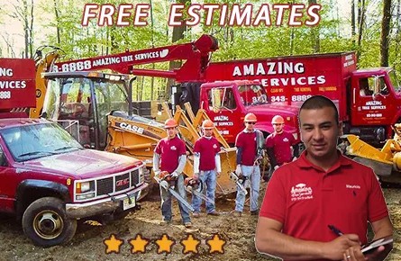 New York, Business, Tree Care In NJ &ndash; Amazing Tree Services