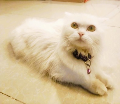 Madinah, Pet Adoption, We Are Looking For A Responsible And Loving Home For Our Beautiful Cat 🐾