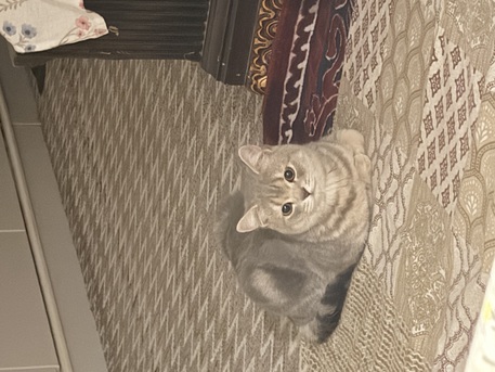 Riyadh, Pet Supplies, SAR 200,  Cat  For Sale
