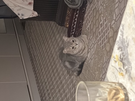 Riyadh, Pet Supplies, SAR 200,  Cat  For Sale