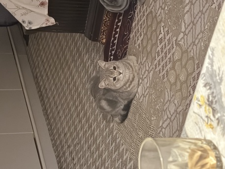 Riyadh, Pet Supplies, SAR 200,  Cat  For Sale