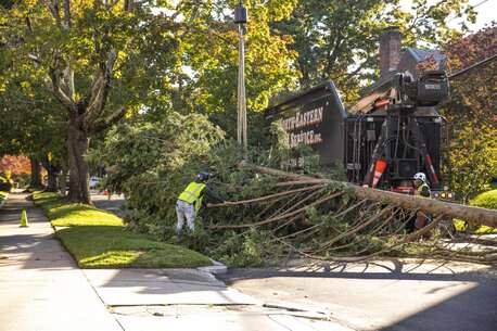 New York, Business, Emergency Tree Service In Rhode Island &ndash; By North EasternTree