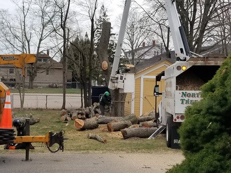 New York, Business, Emergency Tree Service In Rhode Island &ndash; By North EasternTree