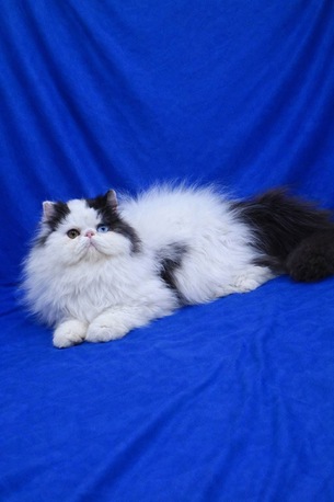 Islamabad, Pet Supplies, PKR 5500,  Persian Triple Coated Cats