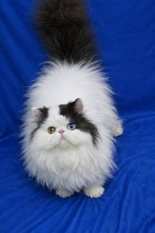 Islamabad, Pet Supplies, PKR 5500,  Persian Triple Coated Cats