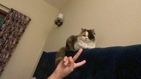 Islamabad, Pet Supplies, PKR 5500,  Persian Triple Coated Cats