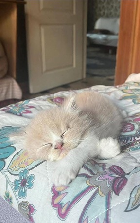 Islamabad, Pet Supplies, PKR 5500,  Persian Triple Coated Cats