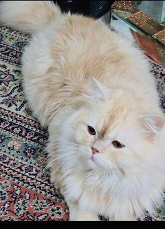 Jeddah, Free Items, CAT FOR FREE ADOPTION