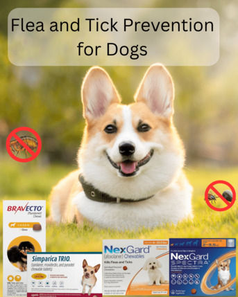New York, Pet Supplies, Flea And Tick Prevention For Dogs