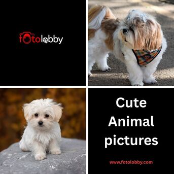 Gurgaon, Photography, Cute Animal Pictures