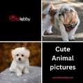 Cute Animal Pictures