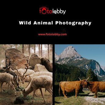 Haryana, Photography, Wild Animal Photography