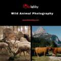 Wild Animal Photography