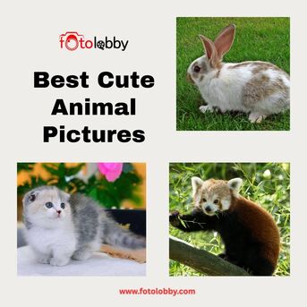 Haryana, Photography, Best Cute Animal Pictures