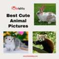 Best Cute Animal Pictures