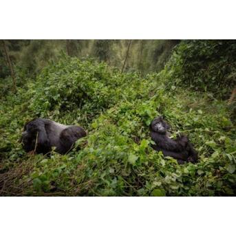 New York, Business, Serengeti National Park Tour Packages