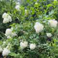 USD 29,  Phantom Panicle Hydrangea Large White Flowering Shrub