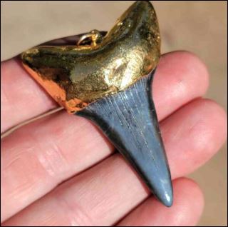 New York, Jewelry, Real Shark Tooth Necklace Gift Ideas