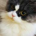 BHD 1, Adorable Female Persian (Pepper) Cat Available For Adoption