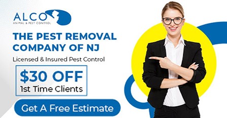 New York, Business, Mice Removal Service &ndash; ALCO Animal & Pest Control