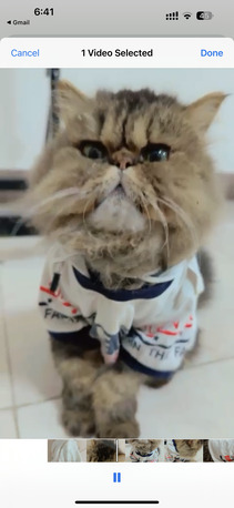 Al Malaz, Pet Supplies, PERCIAN CAT FOR ADOPTION