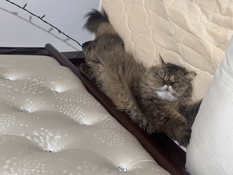 Al Malaz, Pet Supplies, PERCIAN CAT FOR ADOPTION