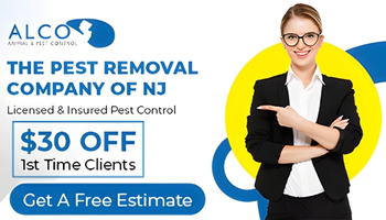 New York, Business, Bee Removal In Bergen County, NJ &ndash; ALCO Animal & Pest Control