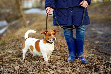 Mumbai, Pet Sitting, Dog Walkers In Patna