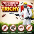 Best Pest Control Solutions In Trichy For Homes And Businesses