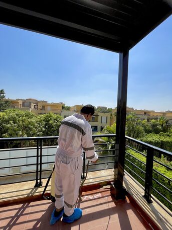 Cairo, Pest Control, مكافحة العناكب | شركة رشمبيد مكافحة العناك