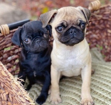 The Hague, Pet Supplies, We Hebben Zowel Mannetjes Als Vrouwtjes Mopshondpuppy