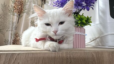 Riyadh, Pet Supplies, SAR 1,  I Have Male Persian Cat For Adoption He Is 8 Months Old He Is Litter Trained And Vaccinate