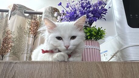 Riyadh, Pet Supplies, SAR 1,  I Have Male Persian Cat For Adoption He Is 8 Months Old He Is Litter Trained And Vaccinate