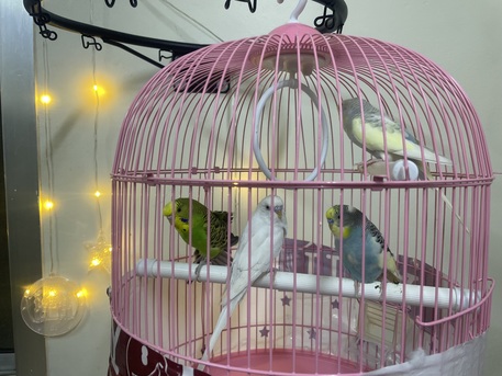 Dammam, Pet Supplies, SAR 300,  4 Budgerigars For Sale