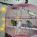 SAR 300,  4 Budgerigars For Sale