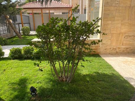 Amman, Apartments/Houses, JOD 25000/year,  4 BR,  290 Sq. Meter,  Ground Floor Apartment For Rent In Deir Ghubar