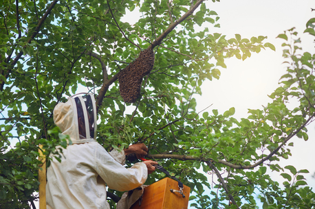 New York, Pest Control, Safe & Effective Bee Prevention In Katy &ndash; Call Now
