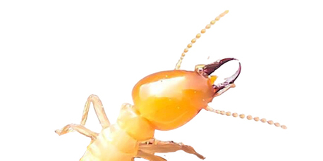 New York, Business, IPest Solutions San Antonio