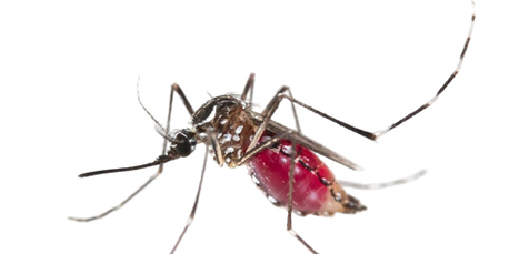 Tirana, Pest Control, IPest Solutions Waco