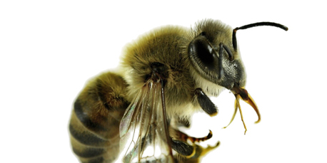 Tirana, Pest Control, IPest Solutions Waco