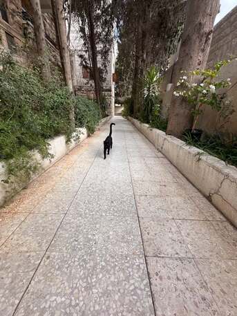 Jabal Al-Weibdeh, Rooms Available, JOD 220/month,  Furnished,  16 Sq. Meter,  Room Available In Jabal A-lwibdeh Amman