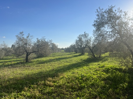 Barcelona, Real Estate For Sale, EUR 4400000,  6 BR,  1450 Sq. Meter,  Olive Grove Estate Water Resources & Agricultural Potential