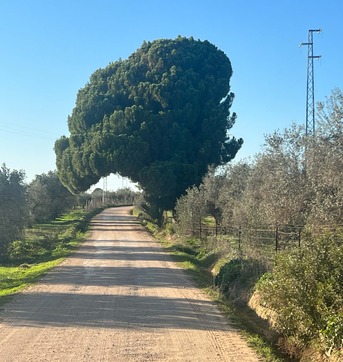 Barcelona, Real Estate For Sale, EUR 4400000,  6 BR,  1450 Sq. Meter,  Olive Grove Estate Water Resources & Agricultural Potential