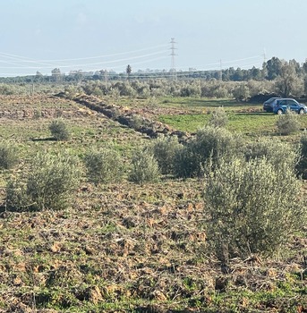 Barcelona, Real Estate For Sale, EUR 4400000,  6 BR,  1450 Sq. Meter,  Olive Grove Estate Water Resources & Agricultural Potential