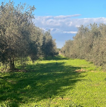 Barcelona, Real Estate For Sale, EUR 4400000,  6 BR,  1450 Sq. Meter,  Olive Grove Estate Water Resources & Agricultural Potential