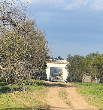 Barcelona, Real Estate For Sale, EUR 4400000,  6 BR,  1450 Sq. Meter,  Olive Grove Estate Water Resources & Agricultural Potential