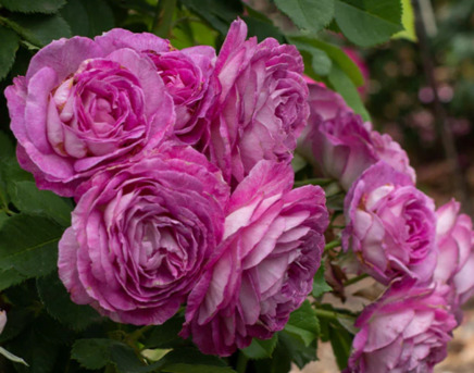 New York, Farm & Garden, USD 55,  CL Lavender Crush